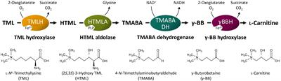 Frontiers L Carnitine Production Through Biosensor Guided